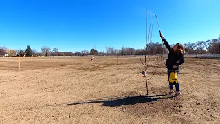 Spraying our Fruit Trees: Dormant Oil/Liquid Cooper for Overwintering Insects & Disease! 🌳🍎👩‍🌾