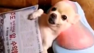 Funny Videos Of Funny Animals NEW 2015