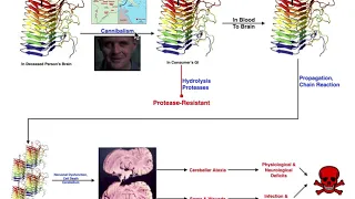 Prions | Mechanism of Kuru & Relation to Creutzfeldt-Jakob Disease