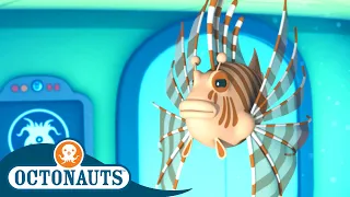 Octonauts - The Lionfish | Cartoons for Kids | Underwater Sea Education