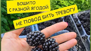 Разная форма ягод сорта Вошито не значит пересорт!