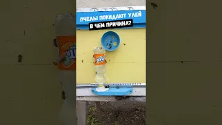 Пчелы покидают улей и не возвращаются! В чем причины? #водадляпчел