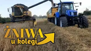 Żniwa u Kamila, mokre pszenżyto, jadę na owies [vlog#95]