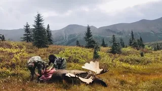 THE BEST FIELD DRESSING MOOSE TIME-LAPSE EVER!!!!!!