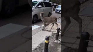 The MOST DISCIPLINED DEER crossing a PEDESTRIAN LANE