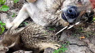 porcupine attack the dog🐕 in the village | dog injured very bad way
