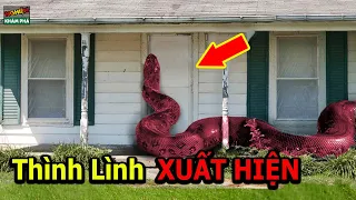 🔴7 Lần Trăn Khổng Lồ Đột Nhập Nhà Đân Nguy Hiểm Và Đáng Sợ Nhất Vô Tình Được Camera Ghi Lại