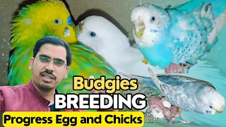 Budgies की आ गई Breeding Progress | Spangle & Normal Chicks Hatch 2024