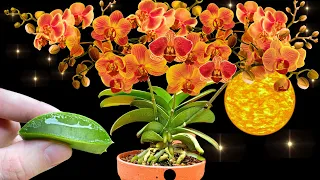 Orchids bloom like crazy and don't rot! The best fertilizer I've ever seen