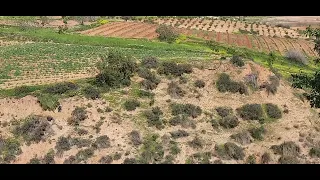 Suite irrigation au secours des vignes valenciennes Ouest Algérien. Les Vignobles et Vignerons.