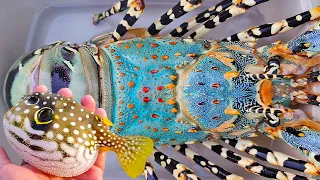 Catch puffer fish and hermit crabs, snails, conch, stingrays, nemo fish and catch giant lobsters