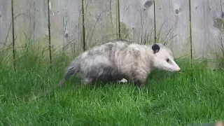 Possum checks out my yard on the way to the thrift store