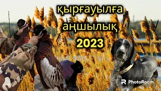 Қырғауылға аңшылық 2023. Охота на фазана 2023. #қырғауыл #охота #фазан #2023 #
