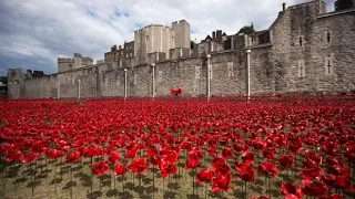 Sea of poppies to mark First World War centenary
