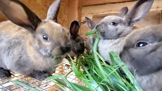 Raising Rabbits - What You Can And Can't Feed A Rabbit