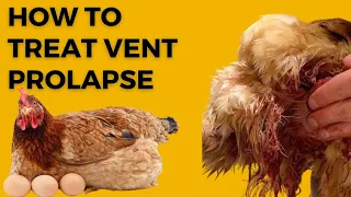 SAVING Your Feathered Friends: UNDERSTANDING AND TREATING Vent Prolapse