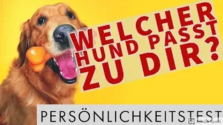 🤣 Welcher Hund passt zu dir? Persönlichkeitstest! 🤣