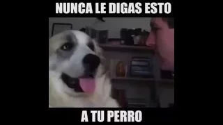 No Le Digas Nunca A Tu perro/a :v (ellos entienden)