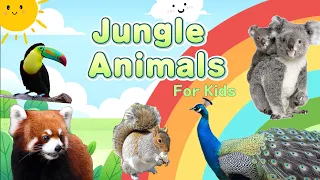 Learn With Us📚 | Jungle Journeys🌿| Meet Koala, Peacock, Squirrel, Red Panda, and Toucan. 🐿️🐨🦚🐾