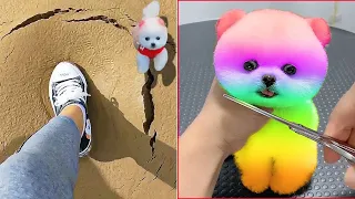 Tik Tok Chó Phốc Sóc Mini 😍 Funny and Cute Pomeranian #417