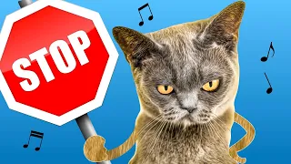 You Don't Own Me - Parody Song sung by CATS! 😸