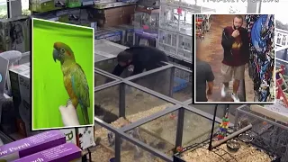 Florida man caught on camera stealing $3,800 macaw, police say