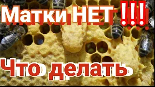 Безматочная семья. Что делать?