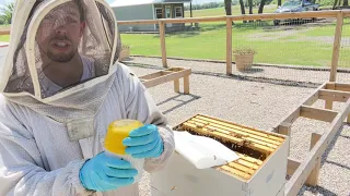 How to do a Varroa Mite Alcohol Wash/Test