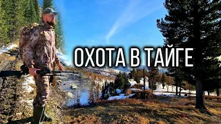 Охота в Тайге. Hunting in the taiga.