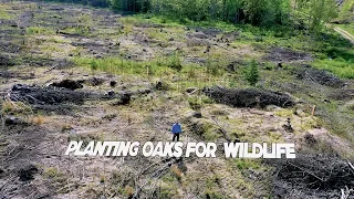 Planting oak trees video