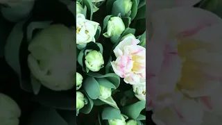 Сорт тюльпана foxtrot