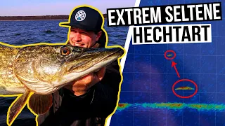 We catch EXTREMELY RARE pike species!