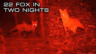 22 Fox Down on the Eastern Shore | FOXPRO Hunting TV