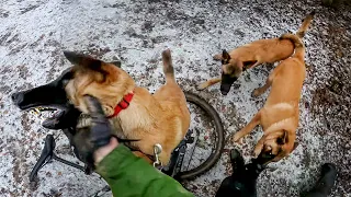 BIKER vs DOGS  | WHAT HAPPENS WHEN BIKERS AND ANIMALS MEET