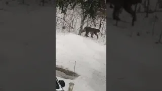 Rare Lynx spotted in Lexi from, MI