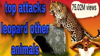 leopard attacks other animals | hungry leopards hunting other animals | animals fighting