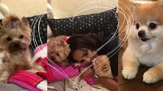 Бузова как же я скучала 😢мои самые лучшие собаки в мире🐶🐶