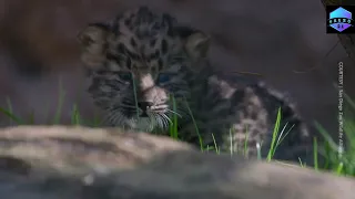 Rare newborn leopard cubs arrive at San Diego Zoo