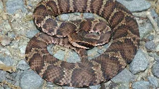 VENOMOUS SNAKE IN JAPAN/MAMUSHI