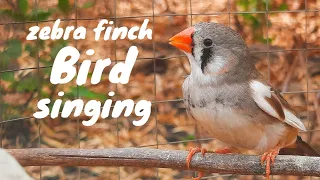 amazing bird Morning bird song | Zrbra Finch bird sound singing