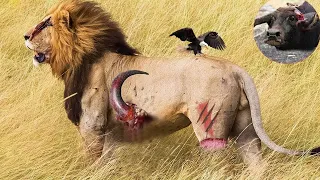 Lions Die Tragically - Painful Lion Are Attacked And Tortured By Africa's Deadliest Preys