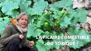 La ficaire comestible ou toxique ?