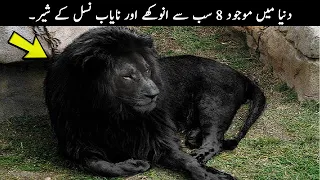 8 Most Unique Lions in the World! | TOP X TV