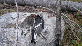 metsäkanalinnun metsästys: teeri tuplat ,shotkam