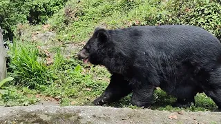 bear 🐻 in zoo in dargelling 👑#darjeeling