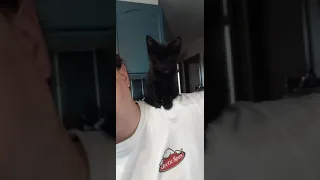 shoulder kitten
