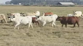 AmericanRancher_Moreno Bucking Bulls