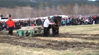 Тодоровден в село Калугерово част 3 - 28.02.2015 год.