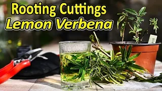 Rooting cuttings | How to root plants of Lemon Verbena from cuttings | Propagating perennial shrubs