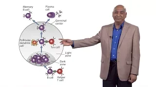 Shiv Pillai (Harvard) 3: IgG4-Related Disease: Collaboration Between B and T Cells